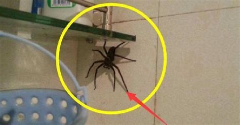 臥室兼書房風水 家裡出現的蜘蛛